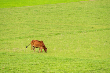 Fototapeta premium domesticated cow grazing in the green grassy field