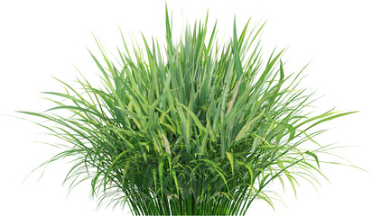 Side view of wild grass