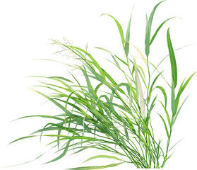 Side view of wild grass