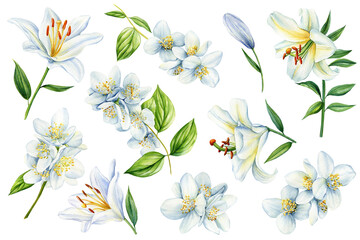 White jasmine and lilies flowers on isolated background. watercolor floral illustrations for invitation, card, design.