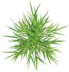 Top view of wild grass