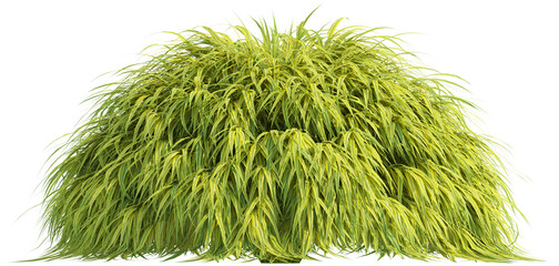 Side view of wild grass