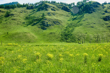 Fototapeta na wymiar Panorama of beautiful mountainous terrain on a sunny summer day. Beautiful summer landscape in the mountains. Grassy field and hills with wildflowers and vegetation