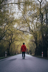 Nature lover walks through a willow alley during autumn days. A gateway to untouched nature. A man walks along a road. Joy of unique nature