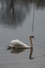 Portrait of a white swan floating on the surface of a pond in the morning sunshine near Ostrava