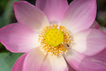 beautiful blooming lotus flower or water lily on water surface with dark blue leaves in peaceful garden, nature background, aquatic, Thailand