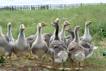Young gray geese graze on the farm lawn