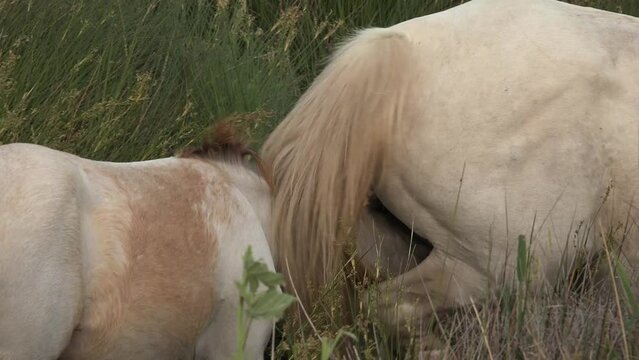 Camargue Horse, Adult and foal eating Grass through Swamp, Saintes Marie de la Mer in Camargue, in the South of France, High quality 4k footage