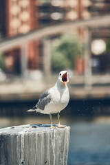 Seagull on pole screaming. High quality photo - obrazy, fototapety, plakaty