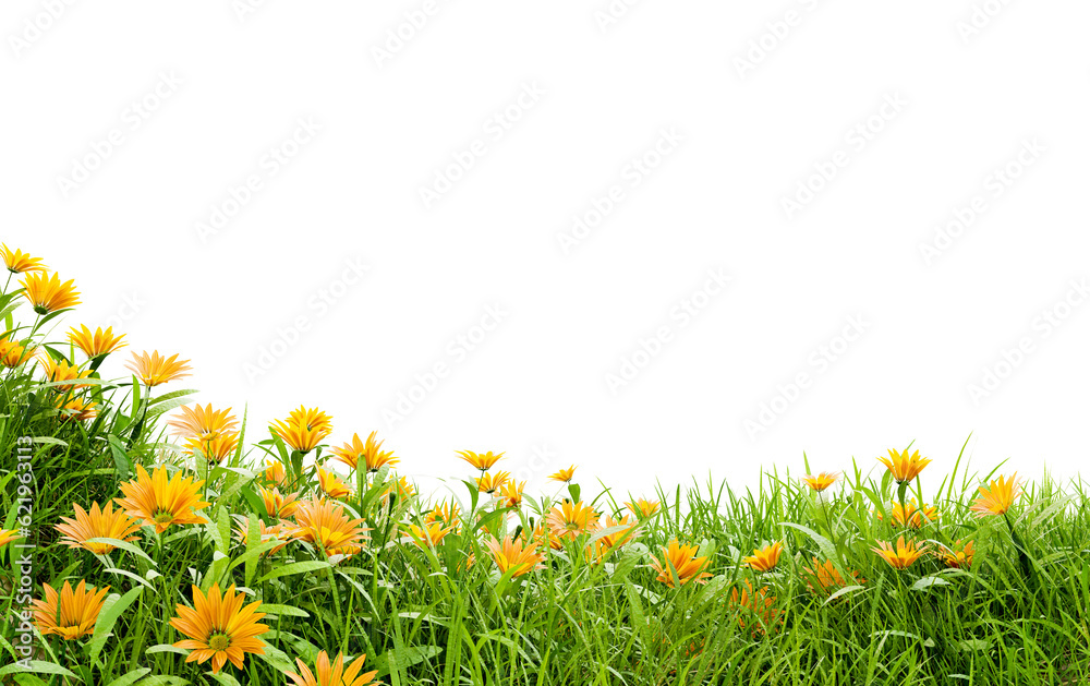 Poster medow field with flower on white background with clipping path, 3d illustration rendering