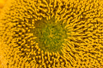 sunflower close up