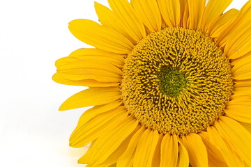 Obraz premium sunflower