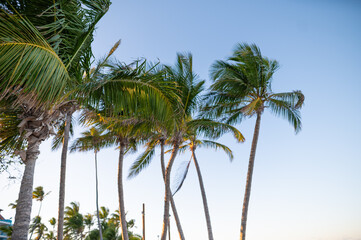 Fototapeta premium Lots of tall palm trees against a light blue sky. Beautiful tropical forest. Flora, botany, beach, vacation, romance, travel, tourism.