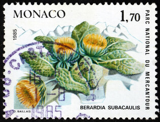berardia, berardia subacaulis, is a flowering alpine plant native to the Alps