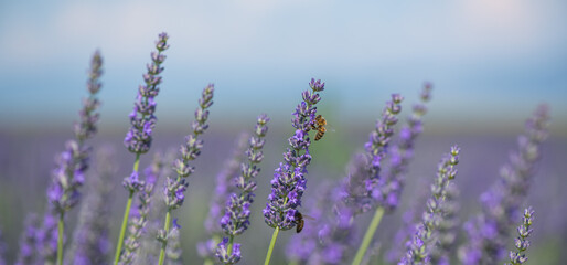 Honey bee pollinates lavender flowers. Plant decay with insects., sunny lavender, Lavender flowers, High quality photo