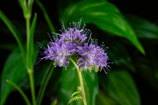 Phacelia tanacetifolia or Blue Tansey often used to attract beneficial insects including Bees. 