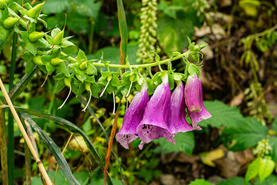 Digitalis purpurea or Common Foxglove.  