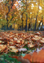 Yellow, orange and brown leaves on green grass, behind trees. Autumn park