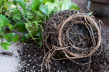 Close up the root system of the rootbound plant. Repotting Jade pothos 