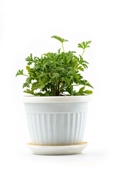 Scented Geranium young plant in flower pot, mosquitoes repellent, isolated on white background with clipping path
