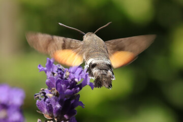 Moro-sphinx --- Sphinx colibri --- Sphinx du caille-lait --- Oiseau-Mouche (Macroglossum stellatarum)