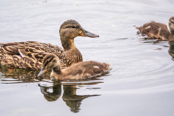 A family of ducks, a duck and its little ducklings are swimming in the water. The duck takes care of its newborn ducklings. Mallard, lat. Anas platyrhynchos