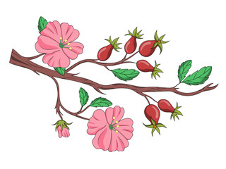 Rose hip dog rose medicinal plant diagram schematic vector illustration. Medical science educational illustration