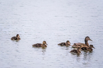 A family of ducks, a duck and its little ducklings are swimming in the water. The duck takes care of its newborn ducklings. Mallard, lat. Anas platyrhynchos