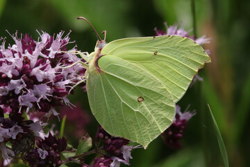 Citron (Gonepteryx rhamni)