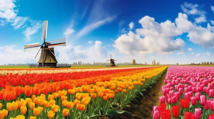 Fotobehang Panorama of landscape with blooming colorful tulip field, traditional dutch windmill and blue cloudy sky in Netherlands Holland , Europe - Tulips flowers background panoramic banner, Generative Ai © oldwar