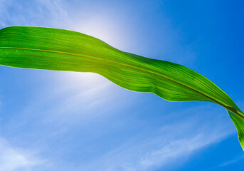 Obraz premium Wavy green leaf of corn against blue sky, illuminated by the sun