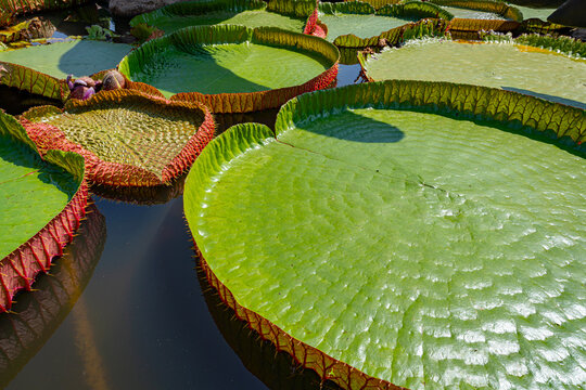 Victoria regia leaves