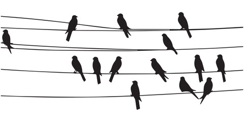 Silhouette Bird Sit on the power wire vector illustration - obrazy, fototapety, plakaty