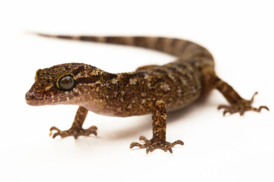 The marbled bow-fingered gecko or Javan bent-toed gecko lizard cyrtodactylus marmoratus isolated on white background