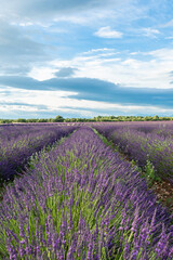 Fototapeta na wymiar Champs de lavandes en fleurs sur le plateau de Valensole, en Provence, Sud de la France. 