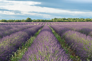 Champs de lavandes en fleurs sur le plateau de Valensole, en Provence, Sud de la France.	