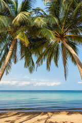 Naklejka na ściany i meble Tropic coconut palm trees on sand on beach. Nature summer tropical landscape of Sairee beach on Koh Tao island in Thailand
