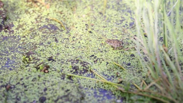  Tiny toad sitting very still in the duckweed waiting for a tasty fly.