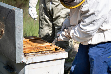 older man beekeeper in protective suit extracting bee panels and teaching his son the process of honey extraction.