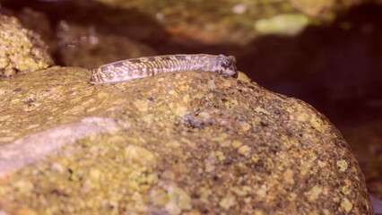 Pallid rockskipper (Istiblennius unicolor) jumping on stone over surface of water in coastal zone, Red sea, Egypt