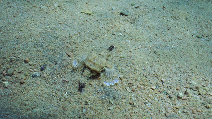 Common Seamoth, Little Dragonfish or Short Dragonfish (Eurypegasus draconis) walking on sandy rocky bottom on sunny day in sun glare, top view, Red sea, Egypt