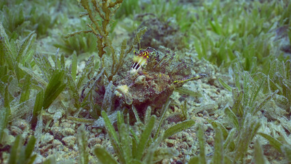 Close up of Bearded Ghoul, Sea Goblin or Devilfish (Inimicus didactylus) with splayed colorful fins on sandy bottom covered with green seagrass at evening in sunset rays, Red sea, Egypt