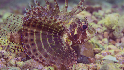 Close up of Zebra Lionfish, Red Sea Dwarf Lionfish or Zebra Turkeyfish (Dendrochirus zebra, Dendrochirus hemprichi) lies on sandy-rocky bottom at evening time in sunset sunbeams, Red sea, Egypt