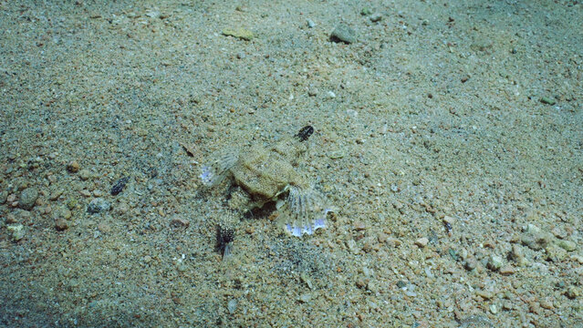 Common Seamoth, Little Dragonfish or Short Dragonfish (Eurypegasus draconis) walking on sandy rocky bottom on sunny day in sun glare, top view, Red sea, Egypt