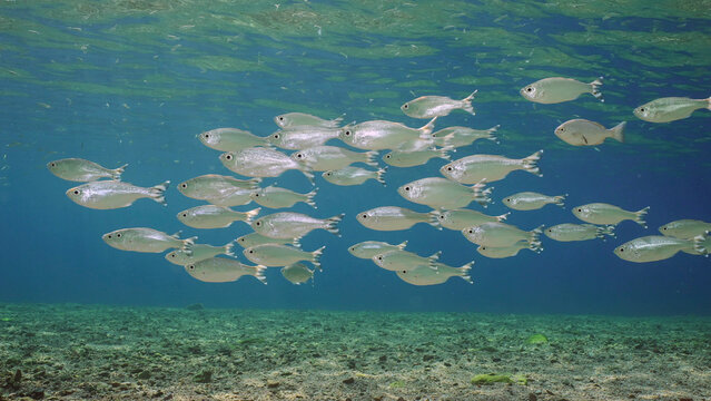 Close-up, school of Barred flagtail, Fiveband flagtail or Five-bar flagtail (Kuhlia mugil) swims in blue water on sunny day in sunshine, Red sea, Egypt