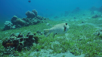 Blackspotted Puffer or Star Blaasop (Arothron stellatus) swims over sandy bottom covered with green sea grass on sunny day, Red sea, Egypt