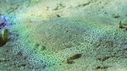Flatfish is covered with sand on sandy bottom in bright sunny day in sunshine. Close-up of Leopard flounder or Panther flounder (Bothus pantherinus) lies masquerading o sand, Red sea, Egypt
