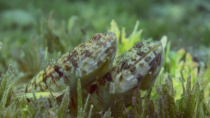 Close up portrait of pair of Slender Lizardfish or Gracile lizardfish (Saurida gracilis) lie on...