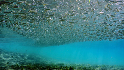 Massive concentration of Hardyhead Silverside fish swims in blue water over sandy bottom casting shadow on seabed and sparkling in bright sunrays, Red sea, Egypt