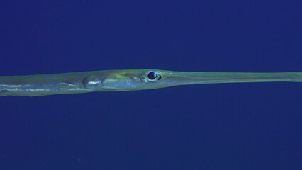 Close up portrait of Bluespotted Cornetfish or Smooth Flutemouth (Fistularia commersonii) swim on blue water background at evening time in sunset sun rays, Red sea, Egypt